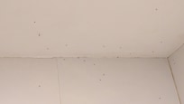 浴室にチョウバエが多く部屋にも入ってくる