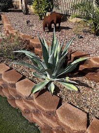 Beautiful variety of plants in the backyard