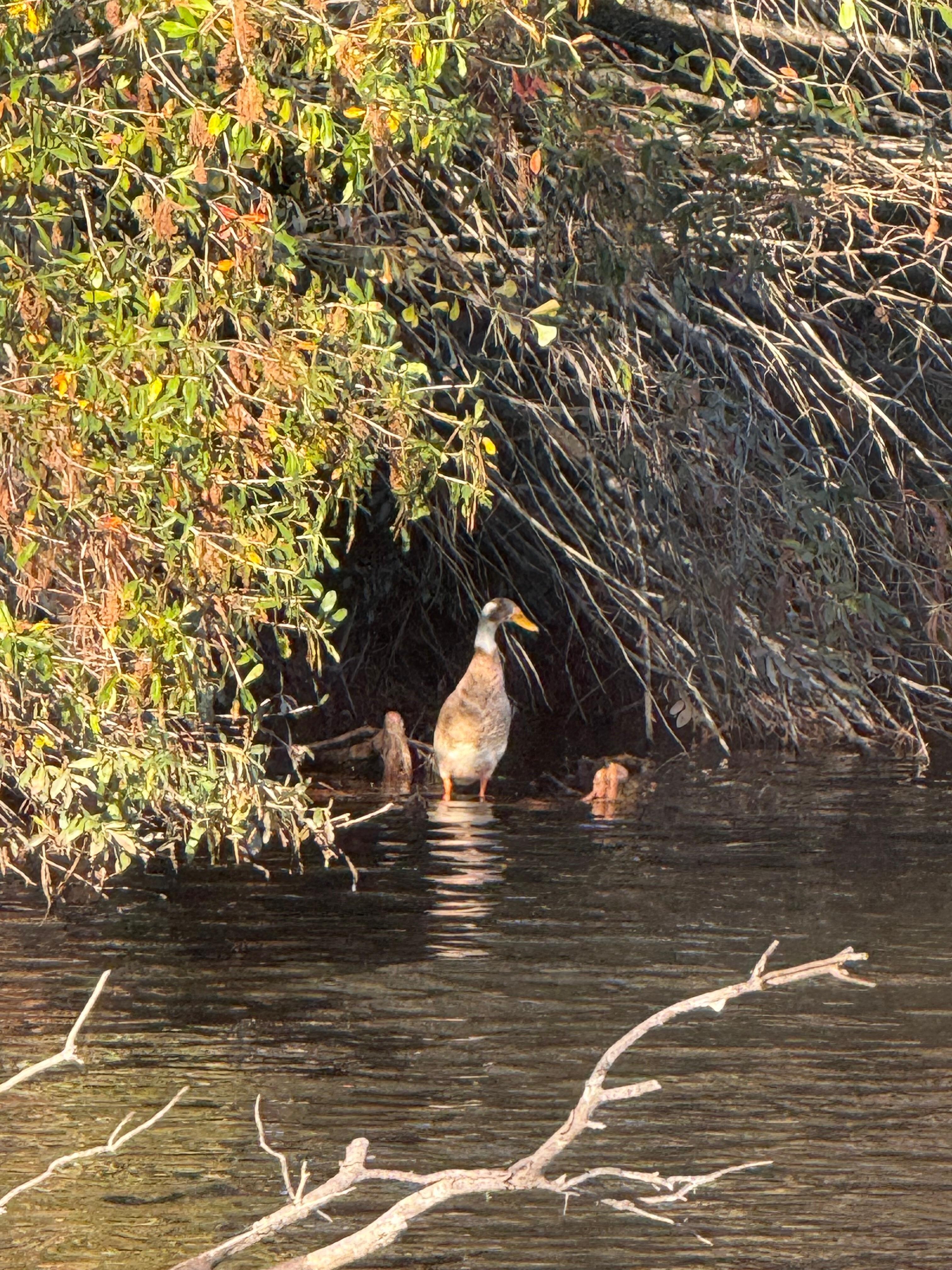 We found Kyle the duck! He is a local celebrity in the neighborhood.