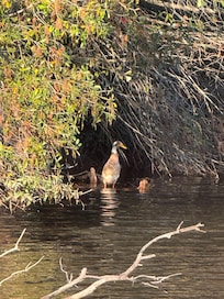 We found Kyle the duck! He is a local celebrity in the neighborhood.