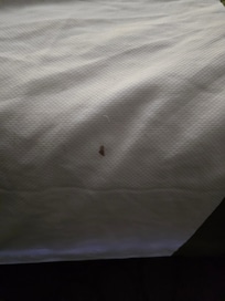 Blood stain sheets
