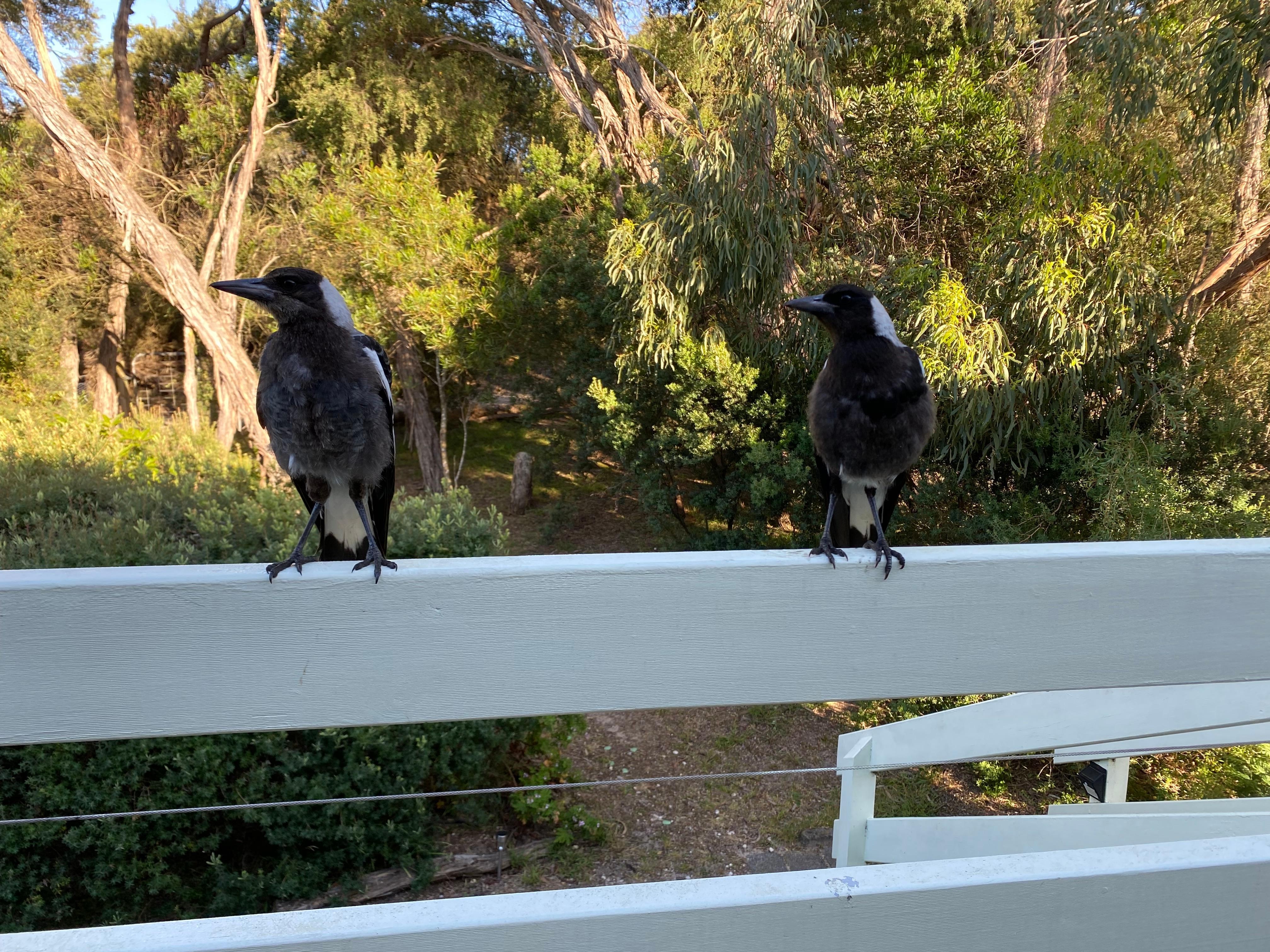 A resident family of friendly magpies