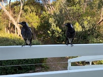 A resident family of friendly magpies