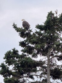 Eagle in the tree on property