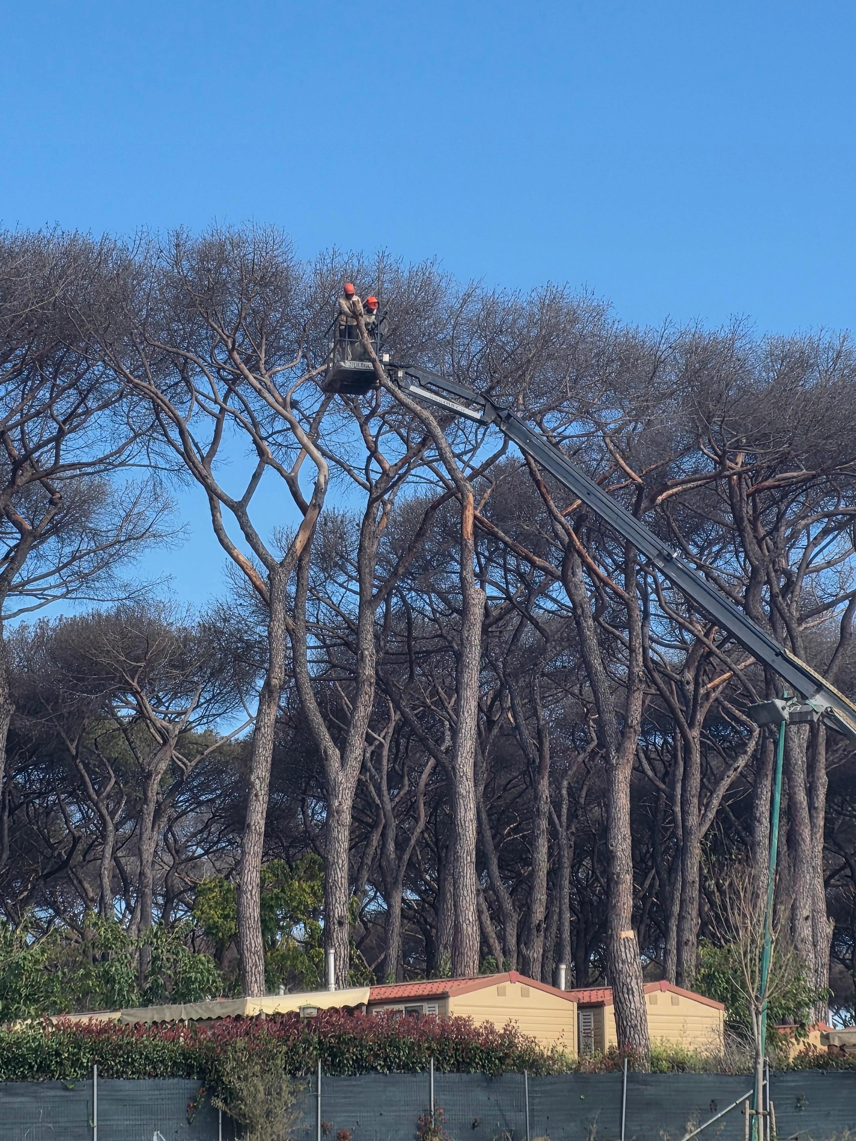 Leider gibt es ein flächendeckendes Piniensterben , so dass täglich Pinien in der Anlage gefällt wurden . Das wird  problematisch  , da in kommenden Sommern der Schatten entfällt.