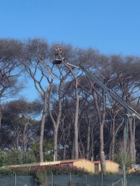 Leider gibt es ein flächendeckendes Piniensterben , so dass täglich Pinien in der Anlage gefällt wurden . Das wird problematisch , da in kommenden Sommern der Schatten entfällt.