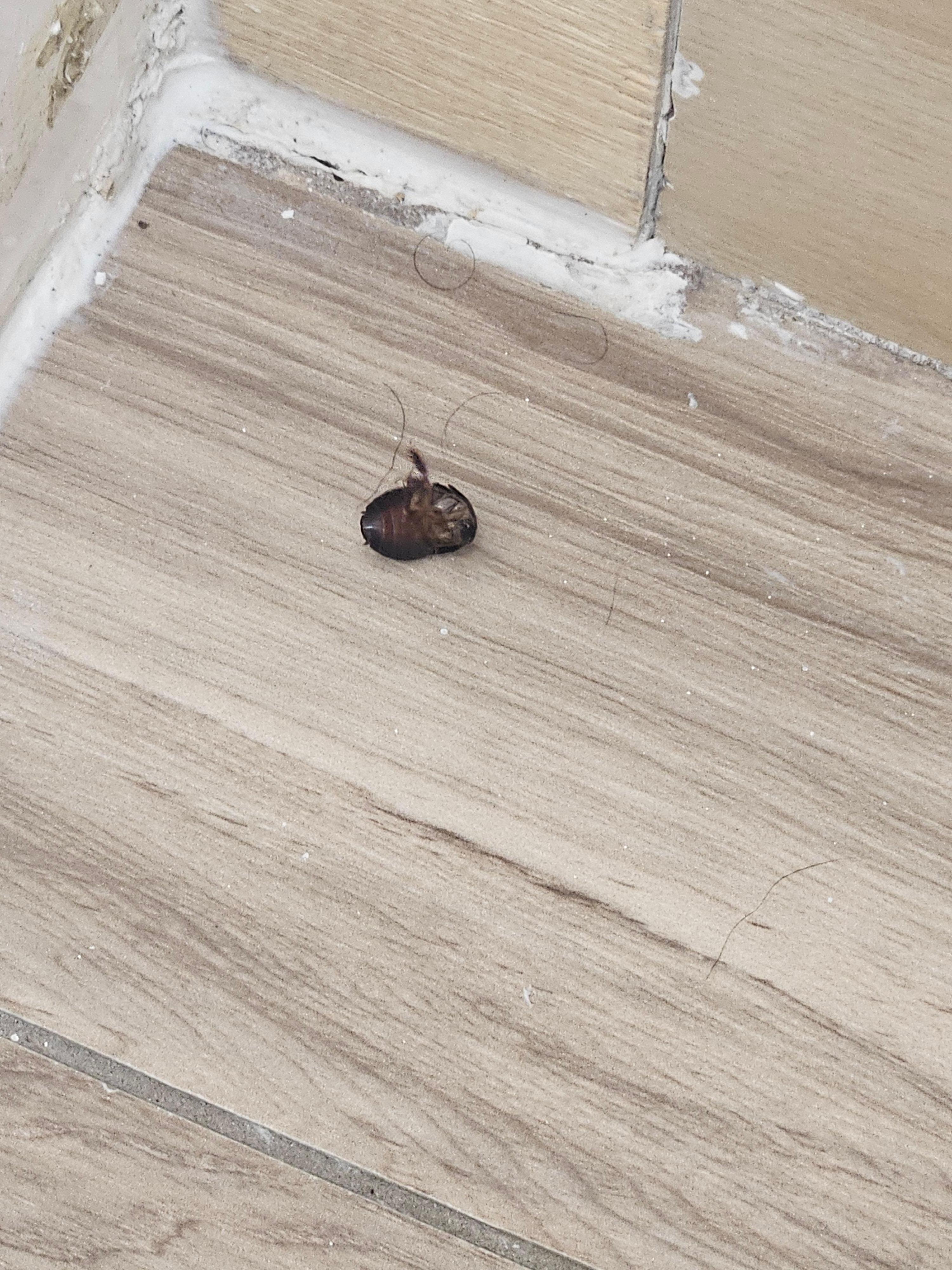 Roach by the shower.