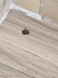 Roach by the shower.