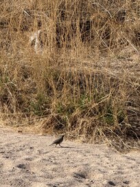 Quail along the Rillito River trail