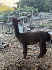 The llamas were so fun!