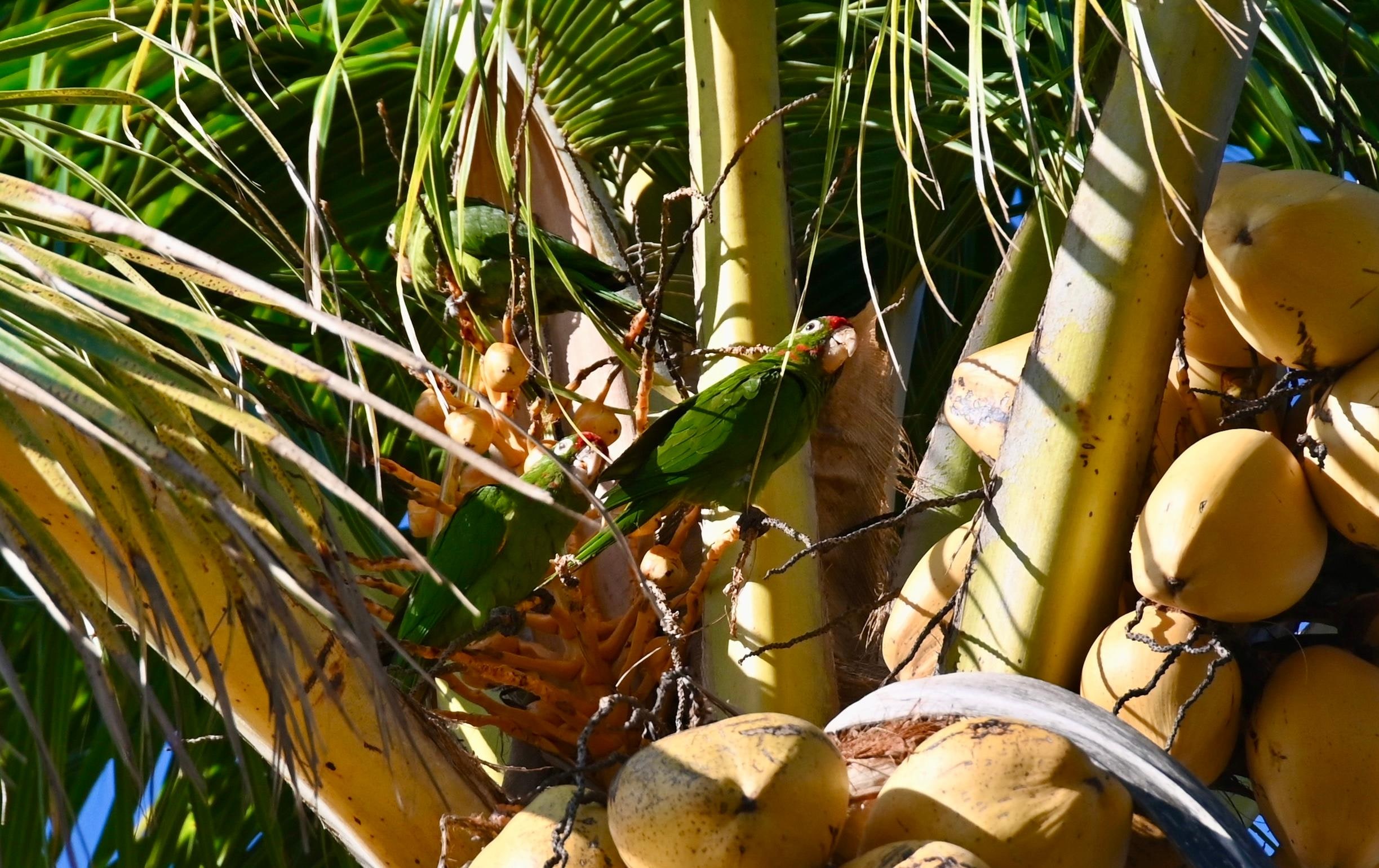 Parakeets in the palm outside the door!