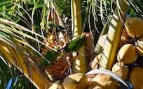 Parakeets in the palm outside the door!
