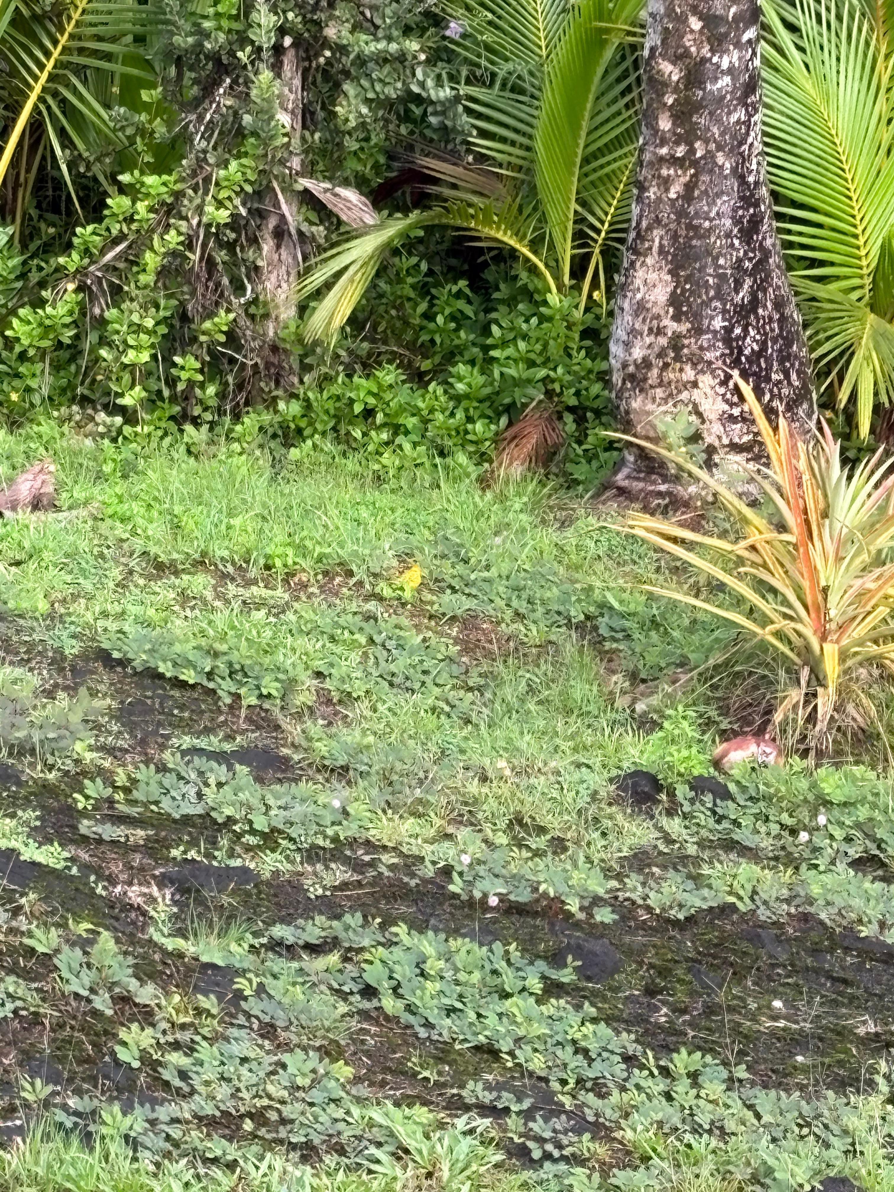 Back yard. Absolutely beautiful 