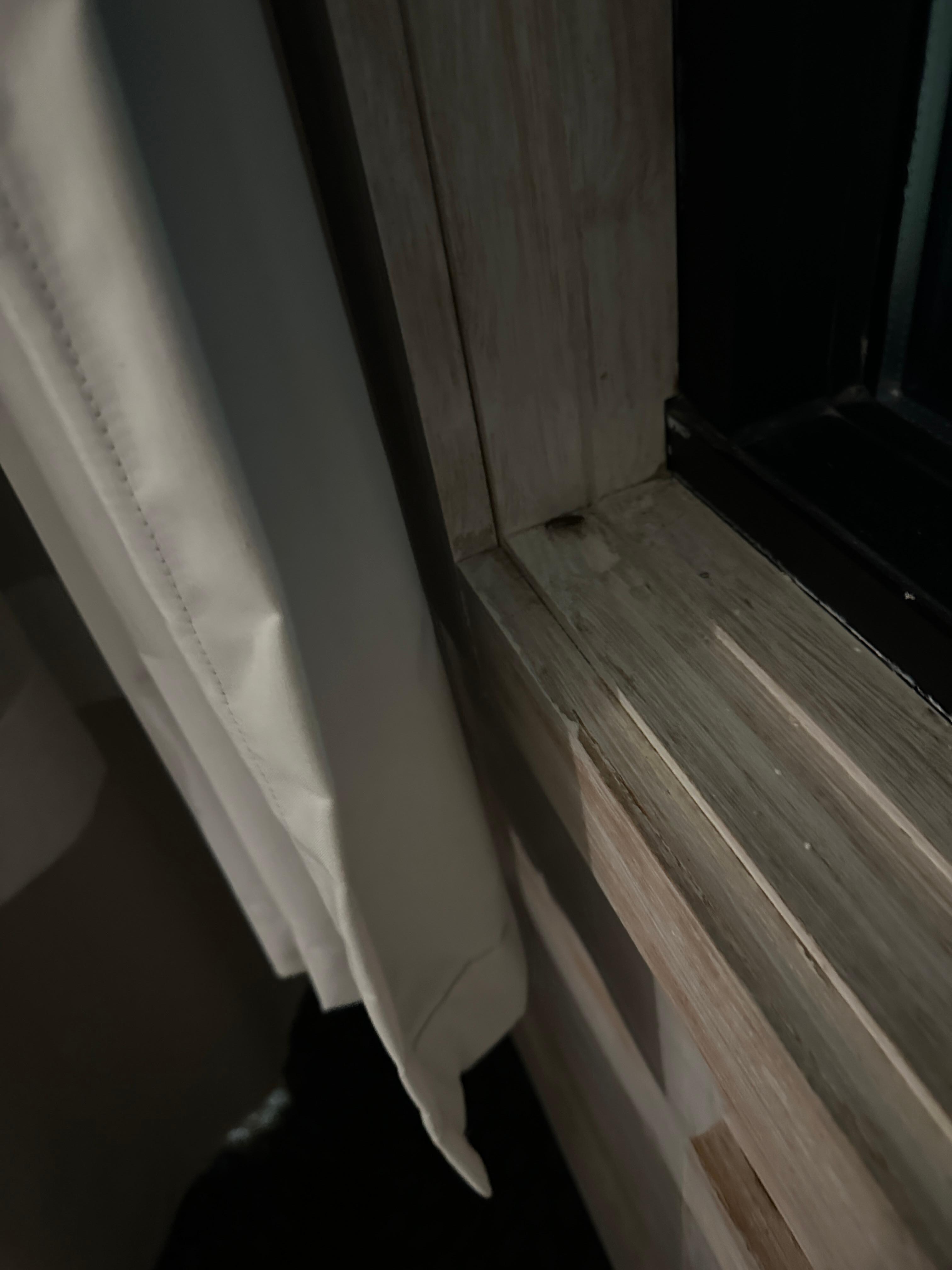 Bug in window seal
