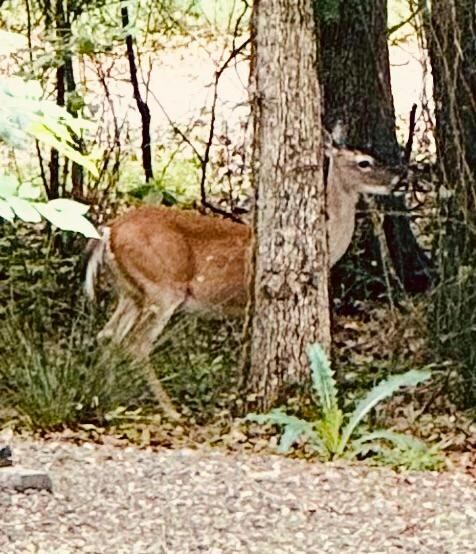 View from the back porch