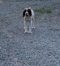 The pup that roaming around