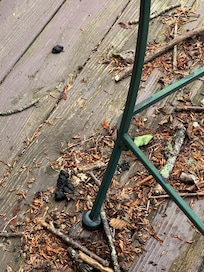 Dog poop on side porch