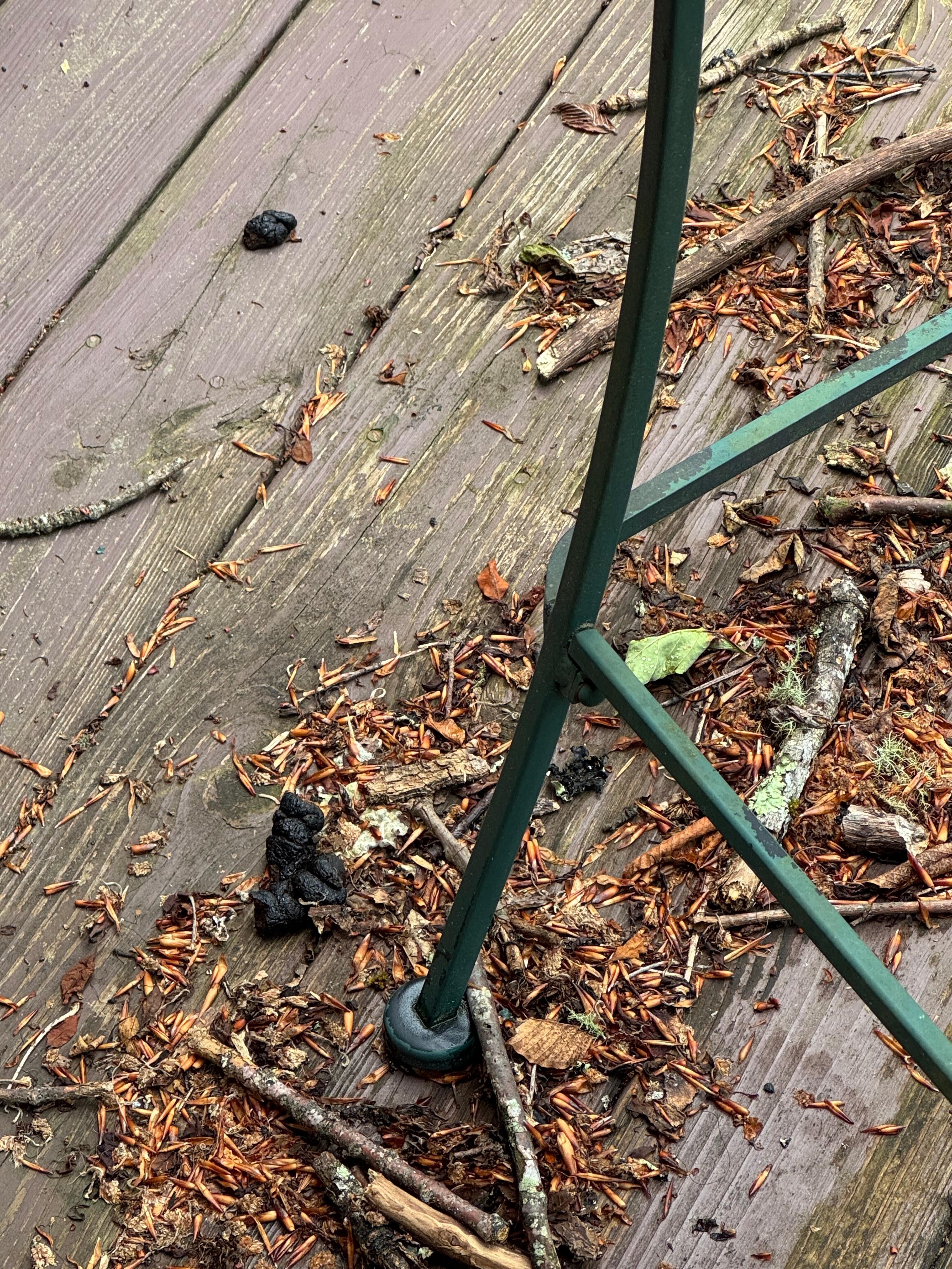Dog poop on side porch