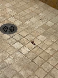 Cockroach in shower