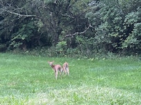 Cutest pair of fawns