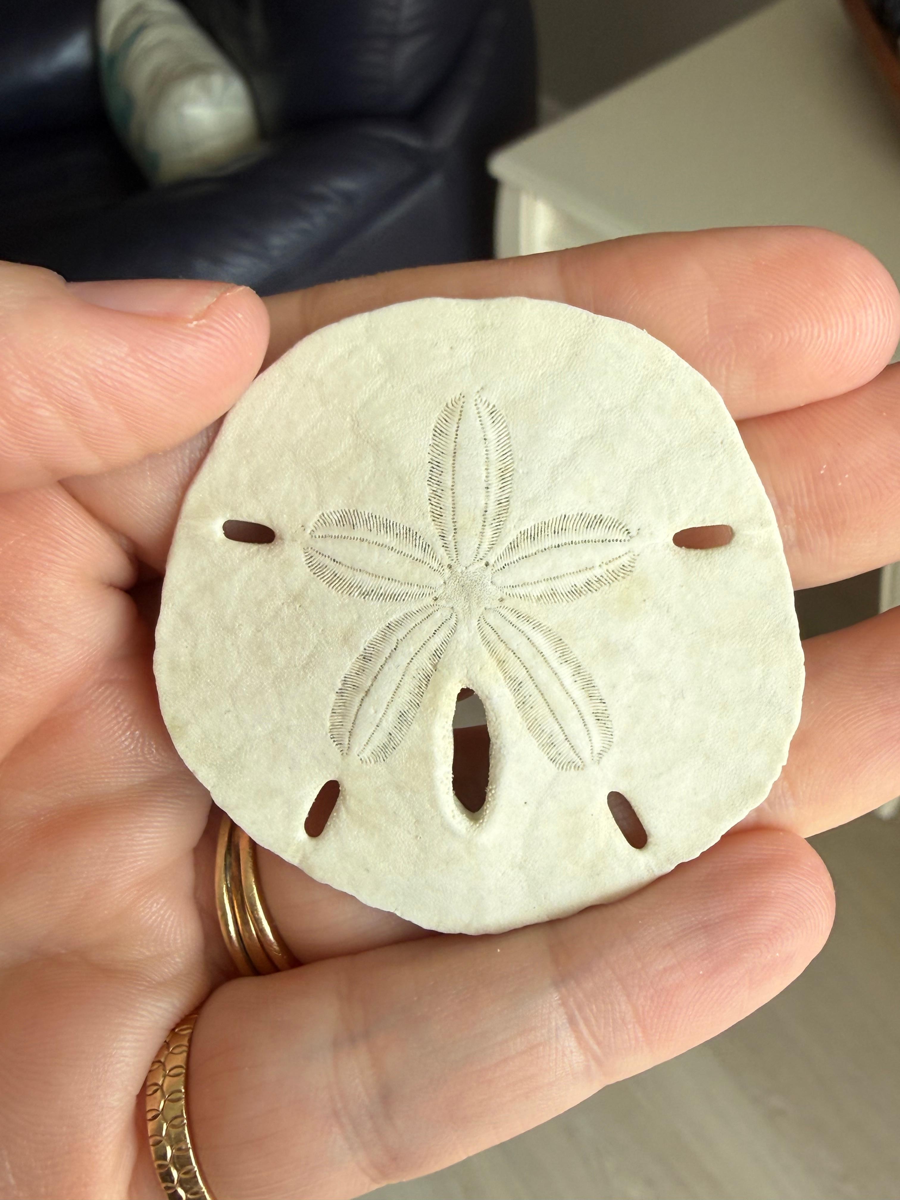 Find lots of Sand dollars