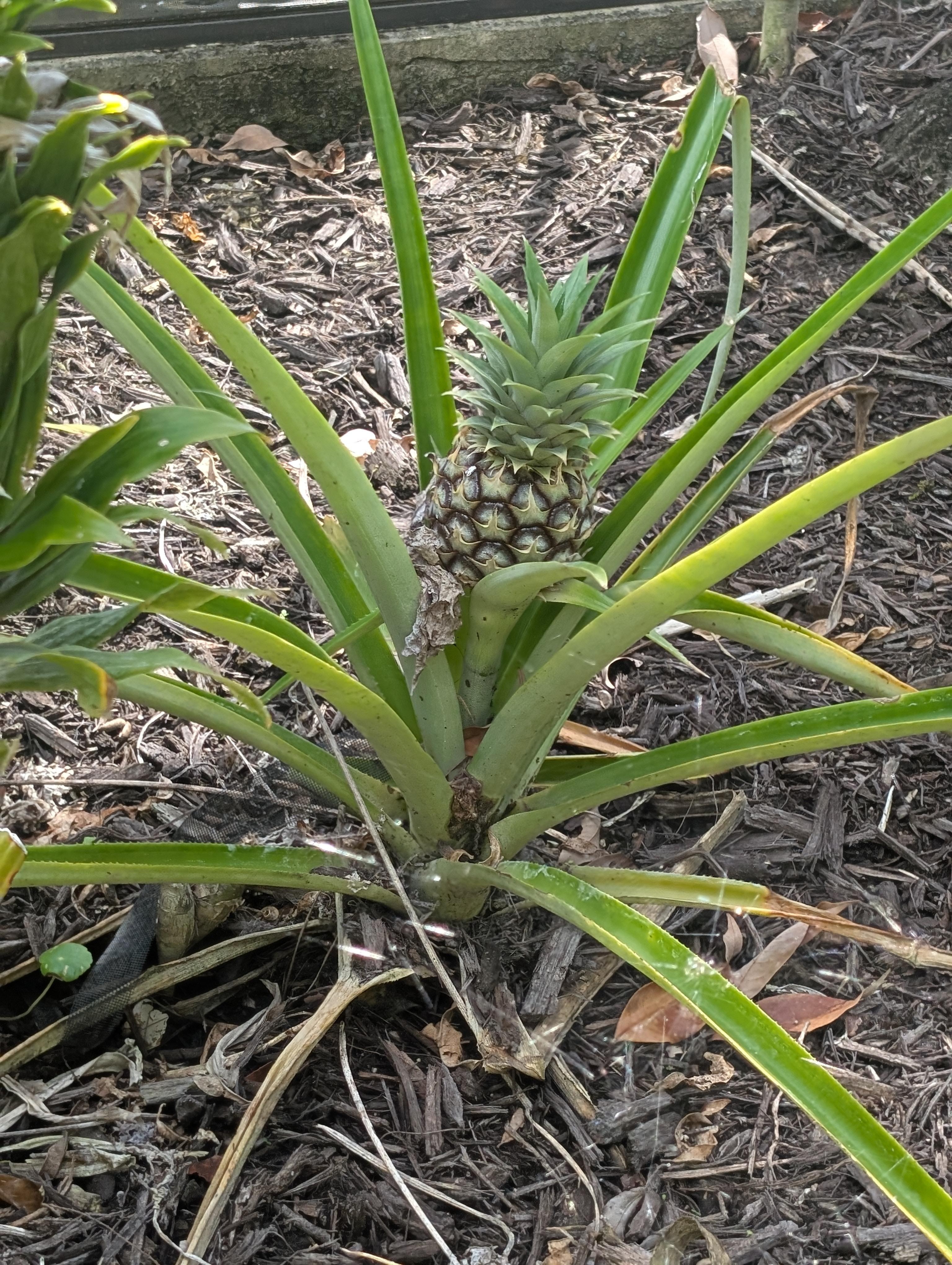 Pineapple growing on the property 