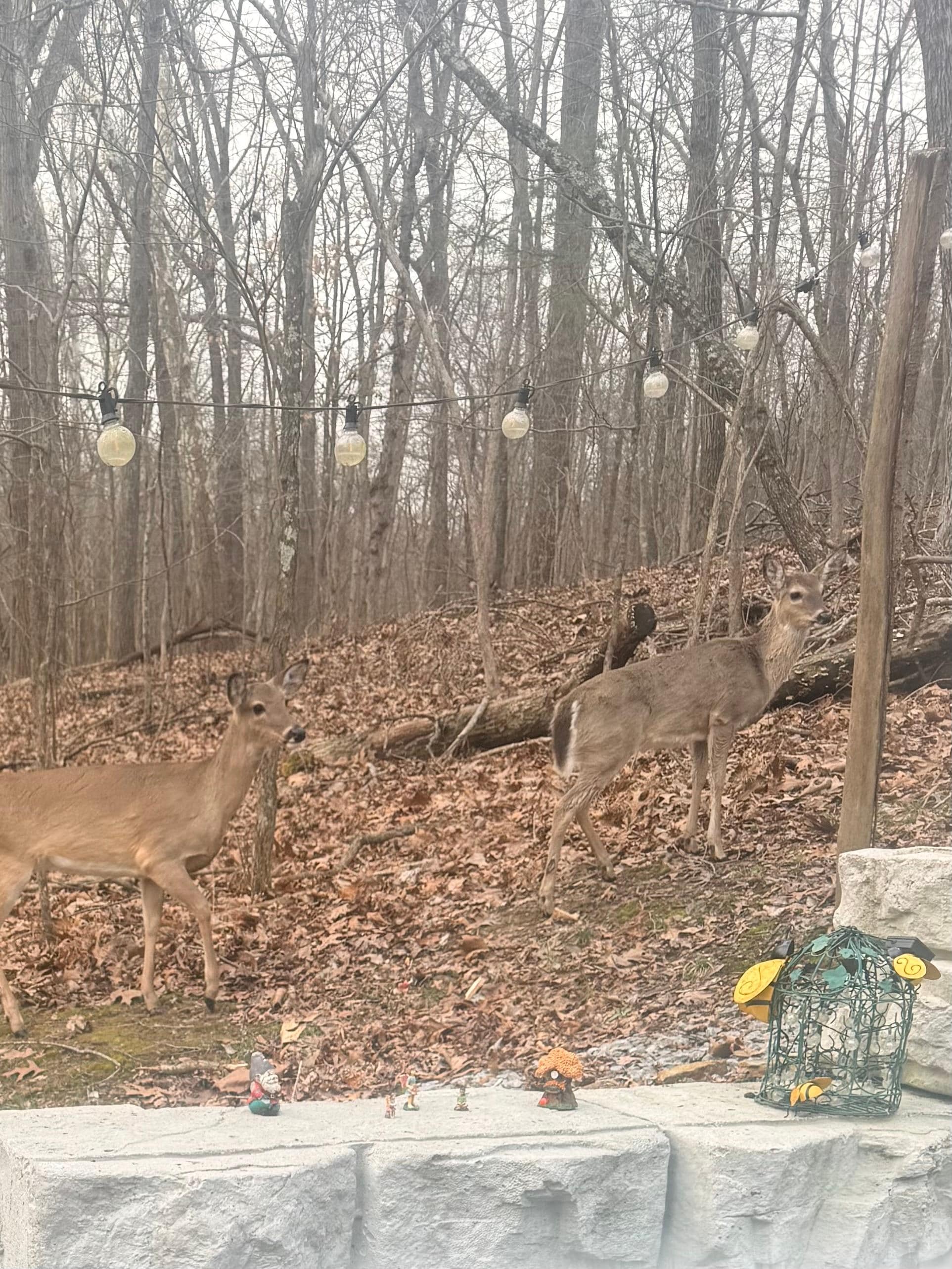 Peeked out of the back door and…