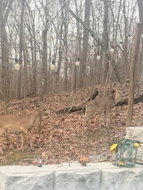 Peeked out of the back door and…