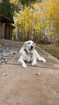 Bailey on the front walkway