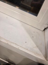 Mouse poop