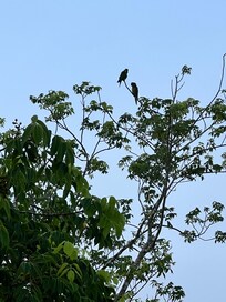 Parrots visited every morning!