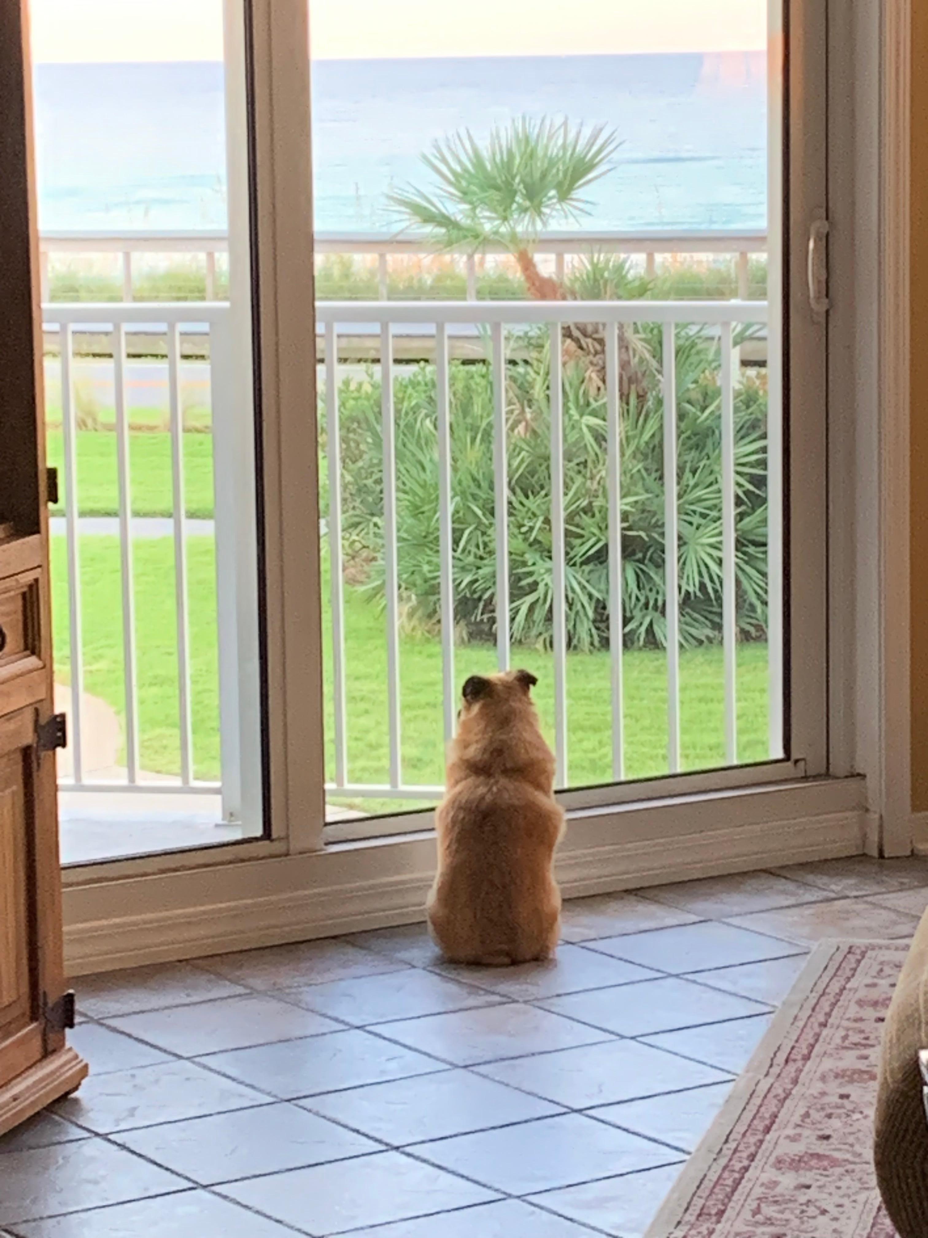 Millie’s favorite spot