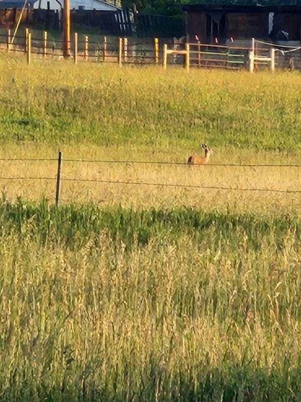 Morning view withDeer roaming in the field. 