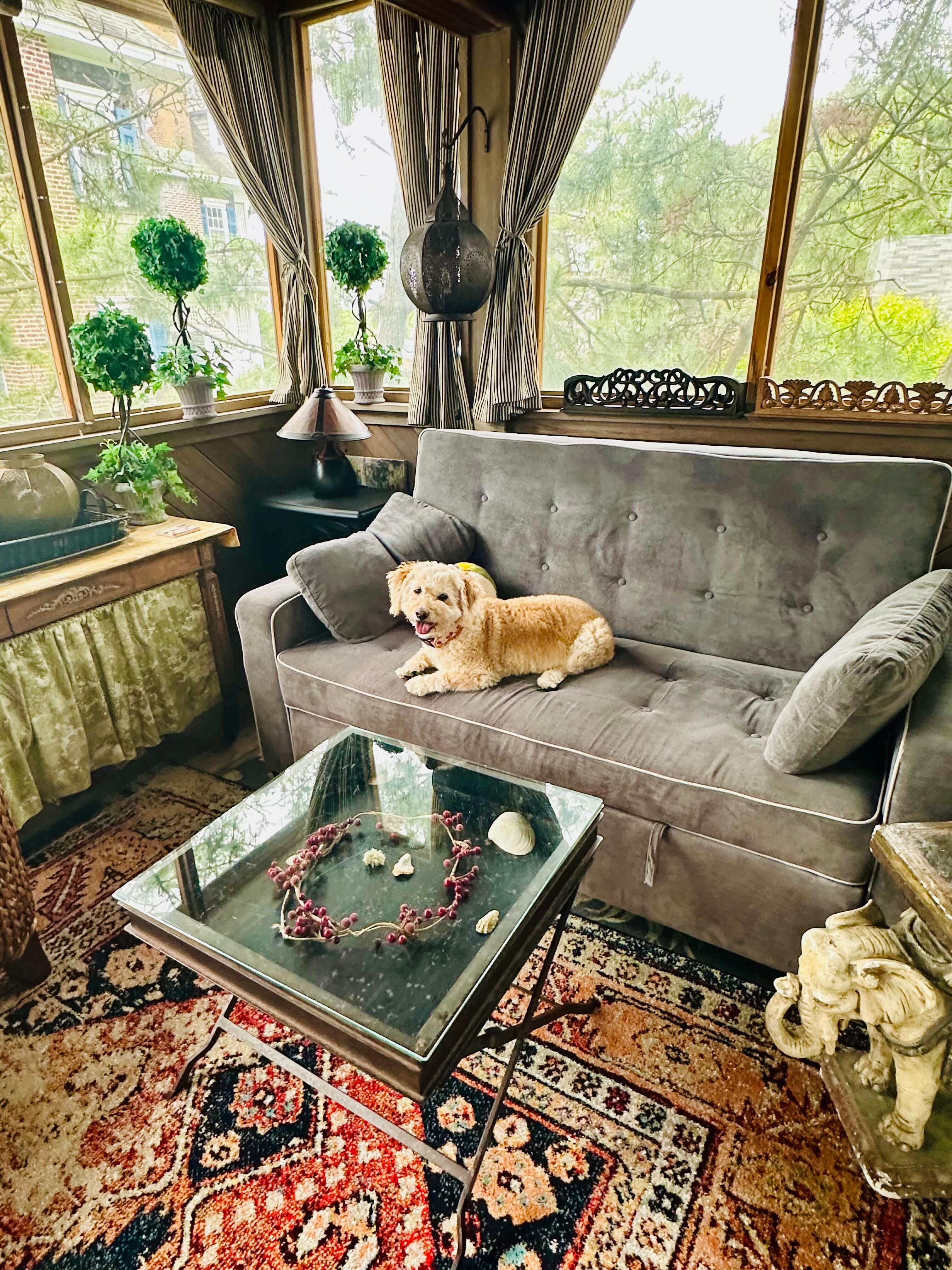 Our dog, Sweetie’s favorite spot on the  sofa in the screened in porch. 