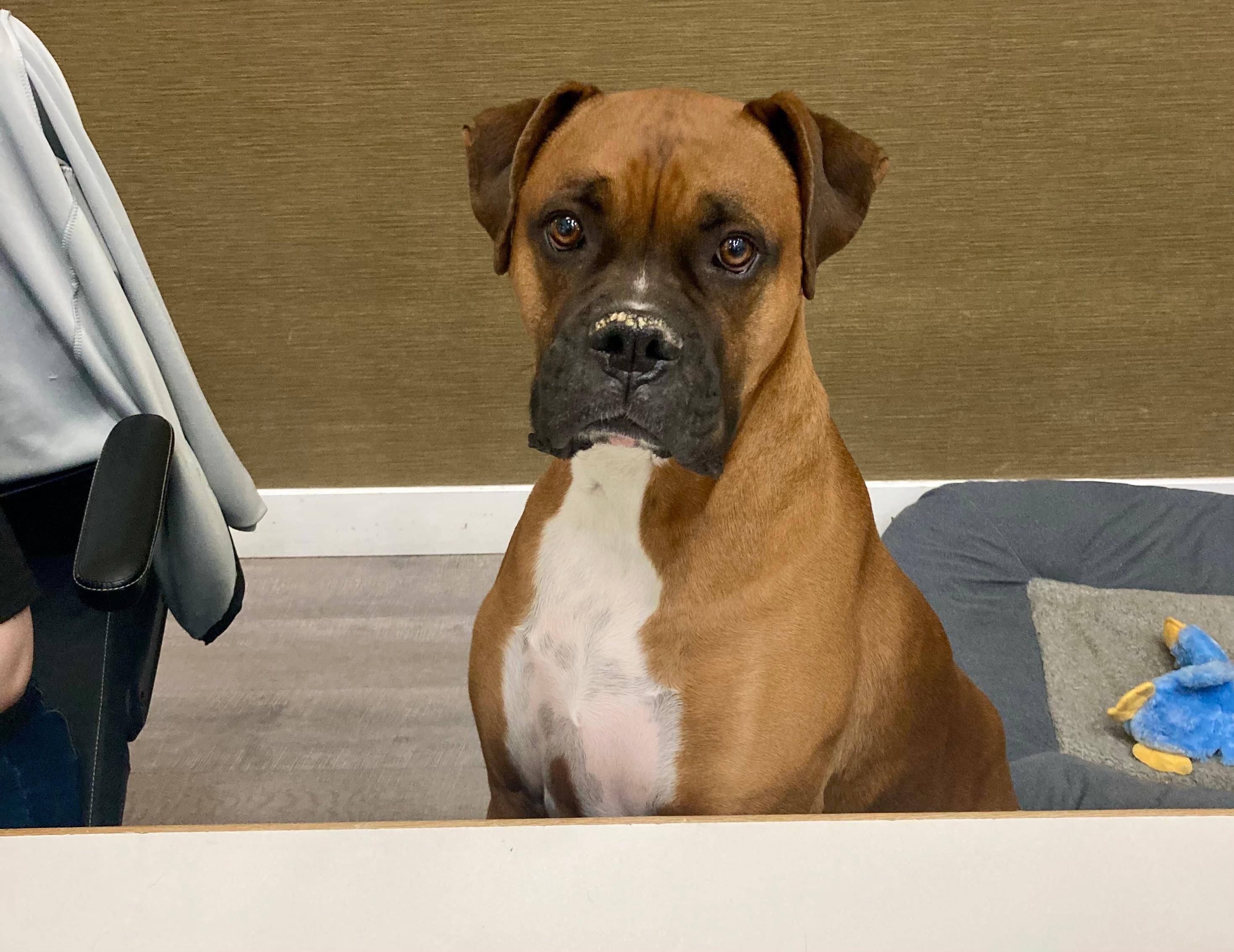 Not only is it pet-friendly for guests, but you can also find an adorable dog helping staff the front counter, if you’re lucky.