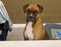 Not only is it pet-friendly for guests, but you can also find an adorable dog helping staff the front counter, if you’re lucky.