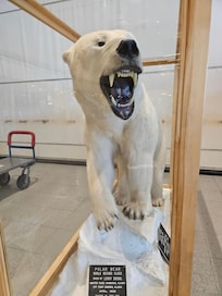 This polar bear greeted us when we landed.