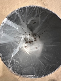 This is from the first night that I cleaned out the pool.