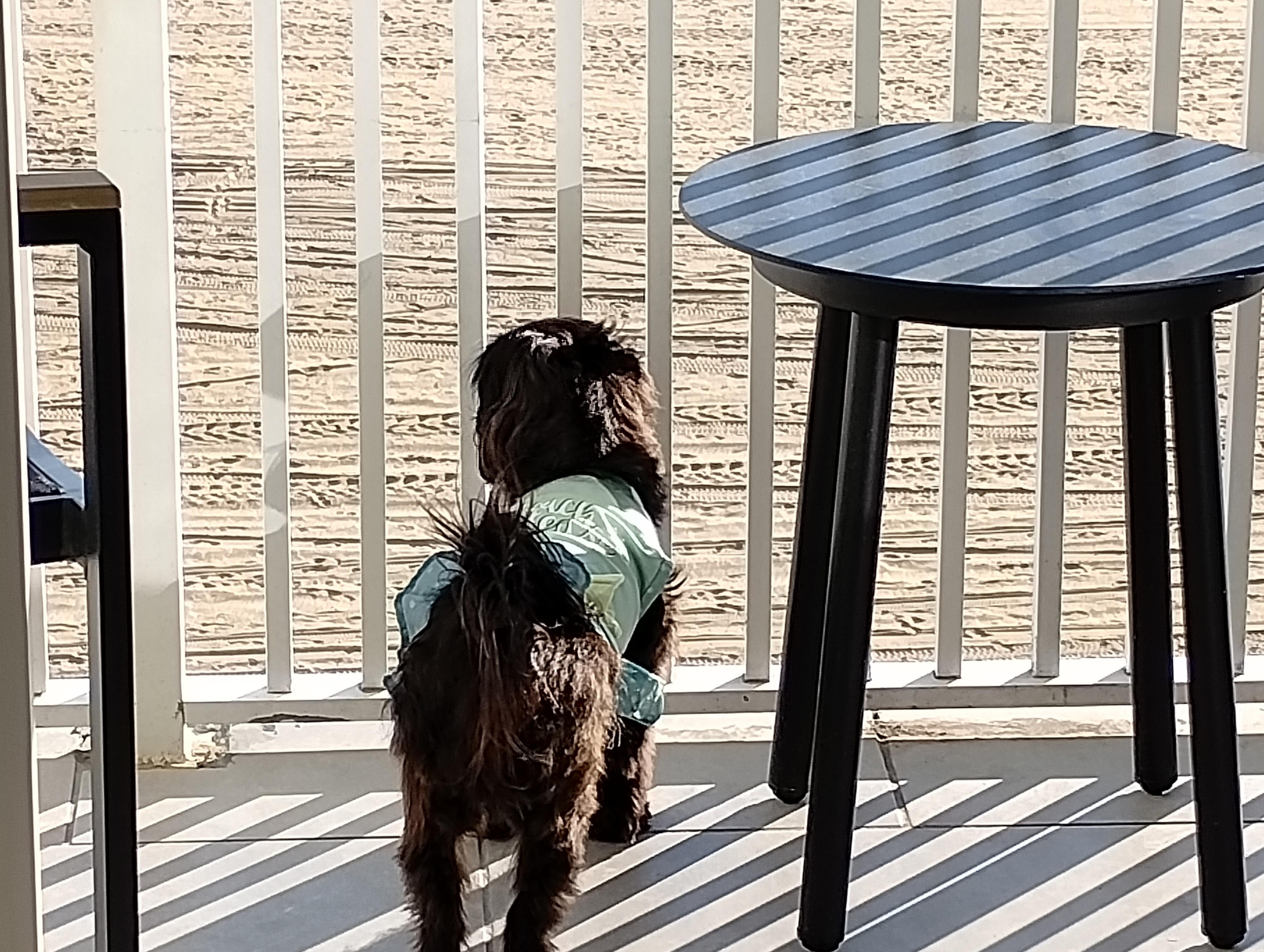 Finnegan's favorite view