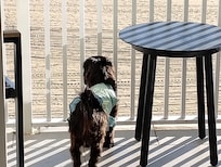 Finnegan's favorite view