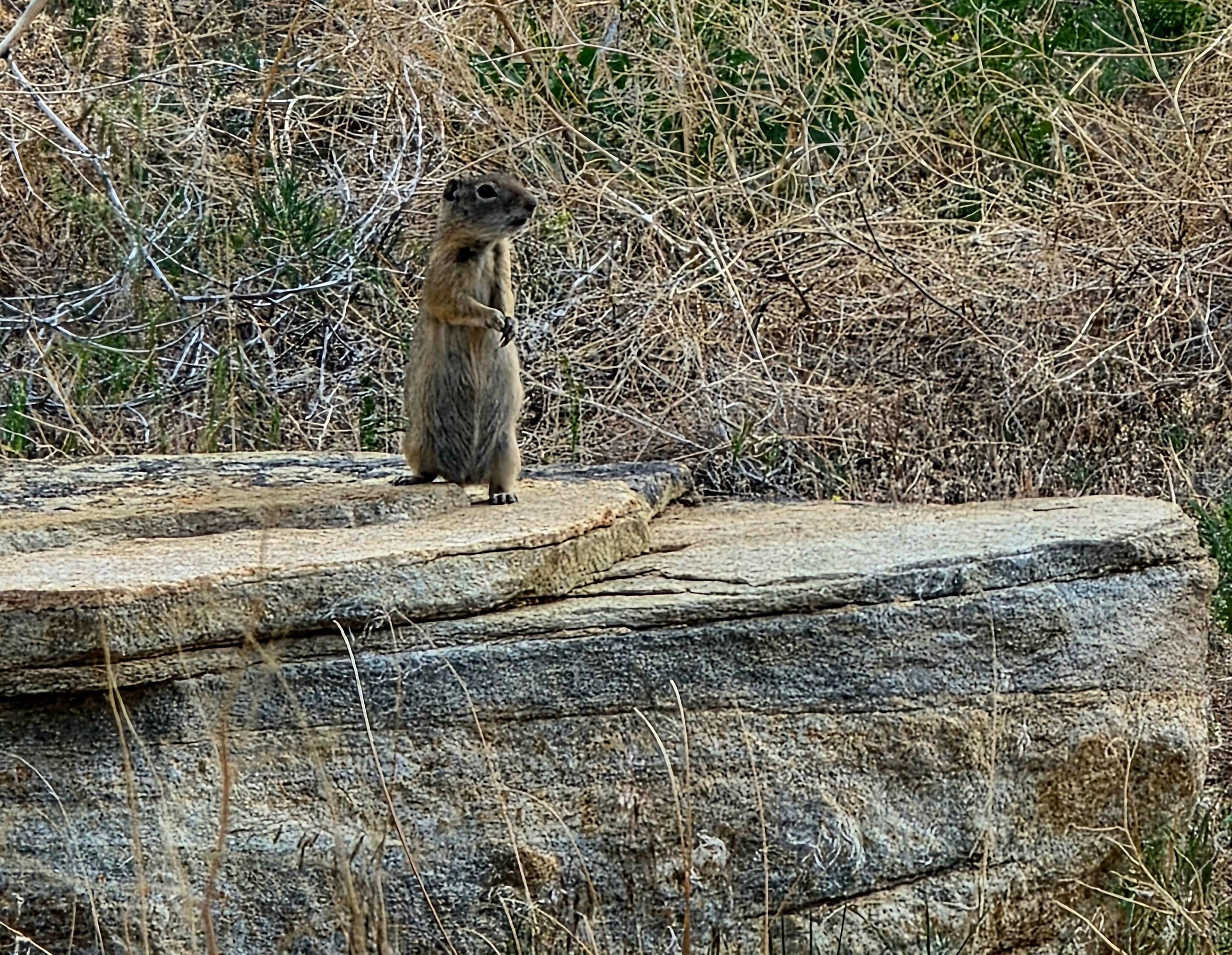 This little guy kept an eye on us at the cabin.