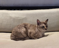 체크인 할 때 로비 소파에 앉아 있던 고양이