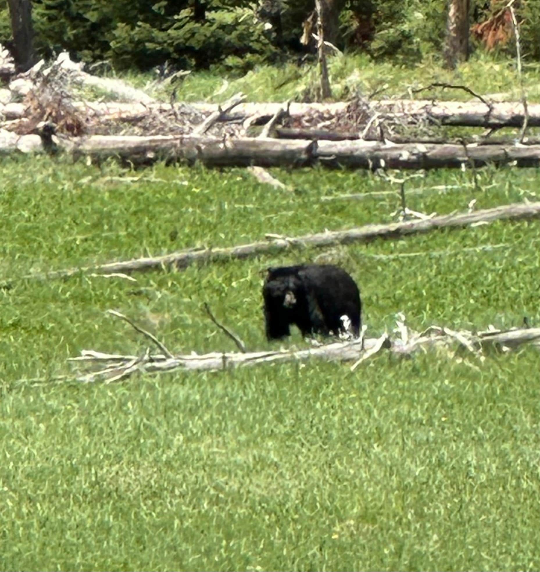 Mr black Bear near lower falls