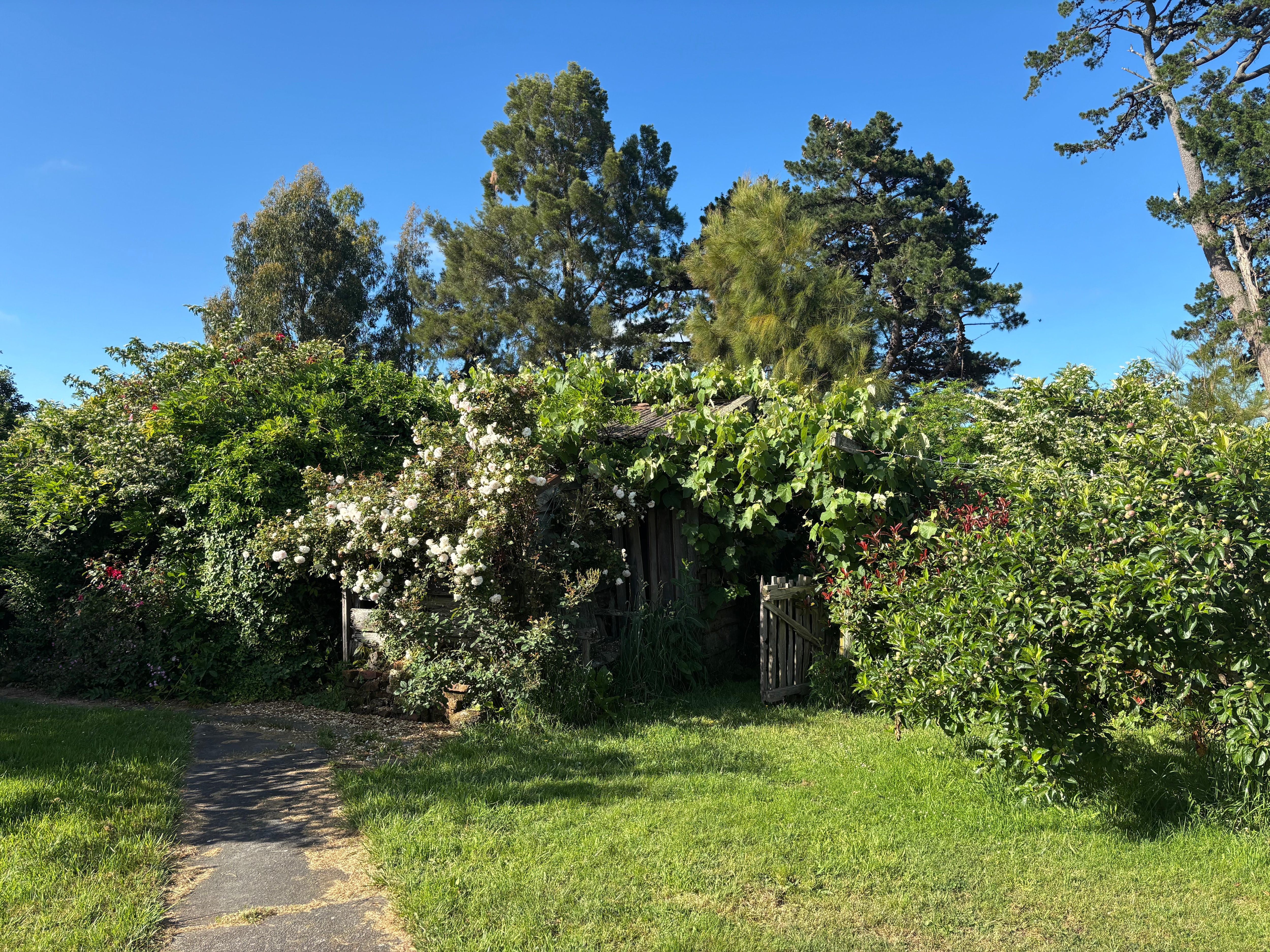 Ramshackle garden. Lovely!!