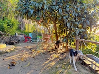 Secure area for the dogs.