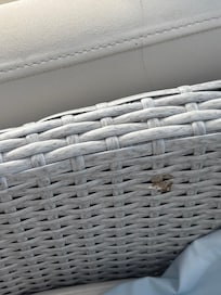 bird poop on the bedroom chair