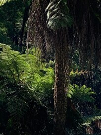 Drives beautiful in the Yarra valley
