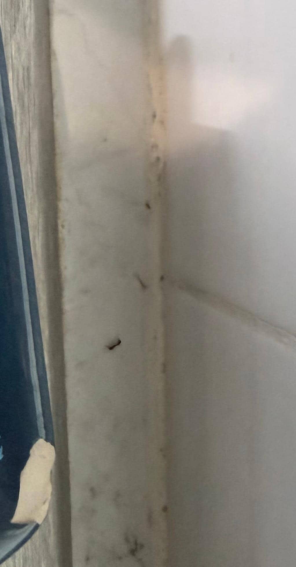 Some ants were larger than others.