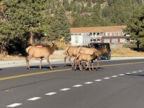 Part of the herd crossing the road to Murphy’s Lodge