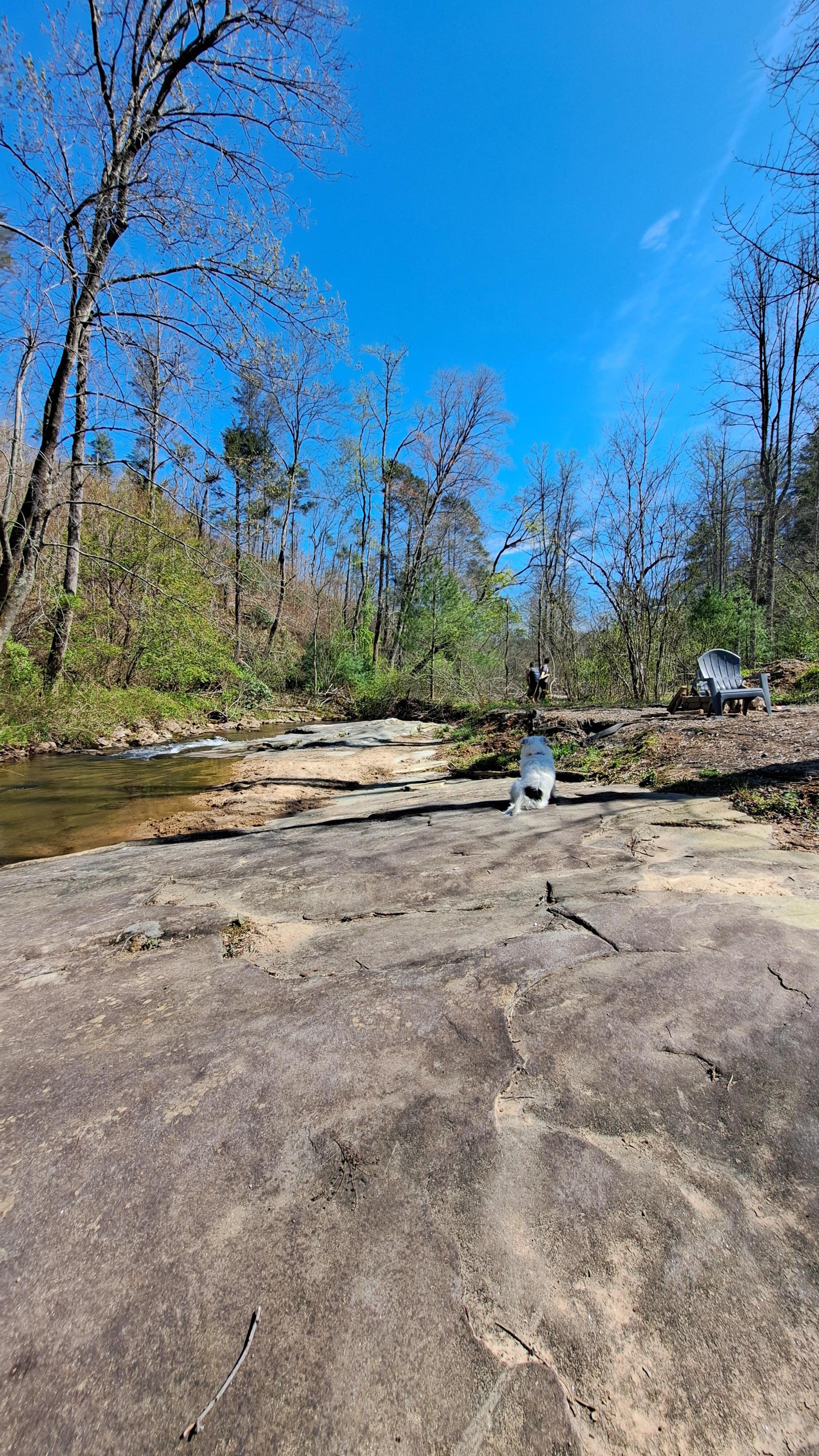 View of the creek towards the mini cabin(not visible)